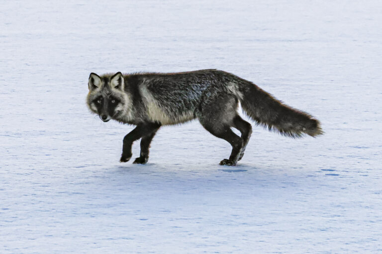 台湾の野鳥撮影団、北海道で珍しい「銀ギツネ」を撮影