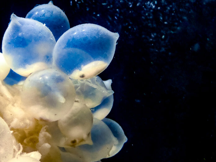 (圖)虎斑烏賊寶寶從一顆橢圓形、白色半透明的卵開始。雌烏賊會將卵黏附在固定的基質上,一次可產100至500顆,整個繁殖季節最多能產超過2000顆 (2) 虎斑烏賊寶寶